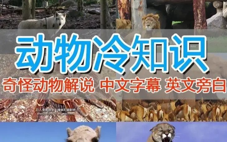 外面卖1699的国外纪录片解说（动物解说、美食、动画片）稳过中视频