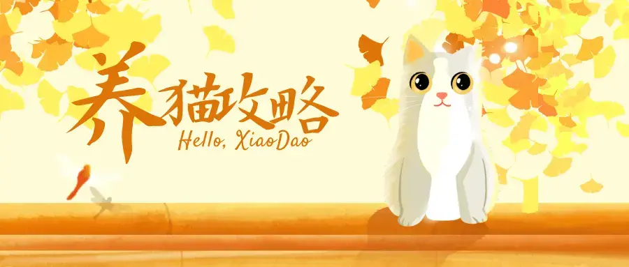 养猫攻略 快速成长为养猫专家