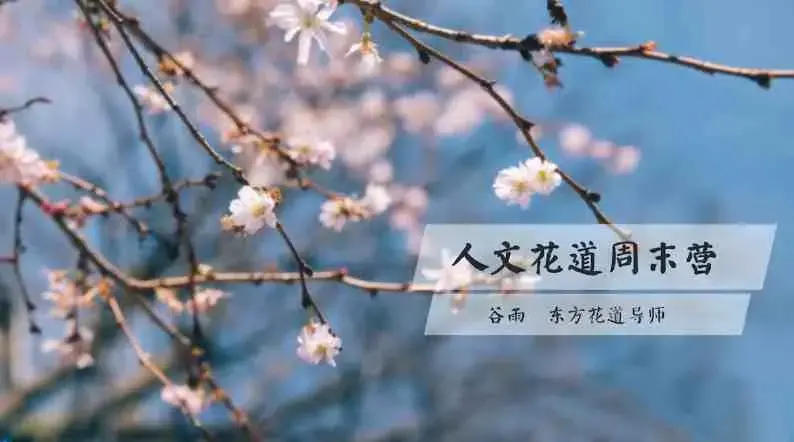 谷雨老师《人文花道美学营》插花教程