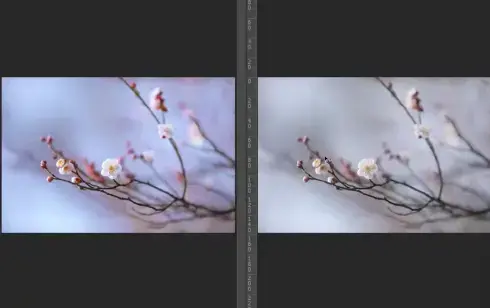 梅花四摄，梅花摄影技巧与后期，主讲：葛宏军老师